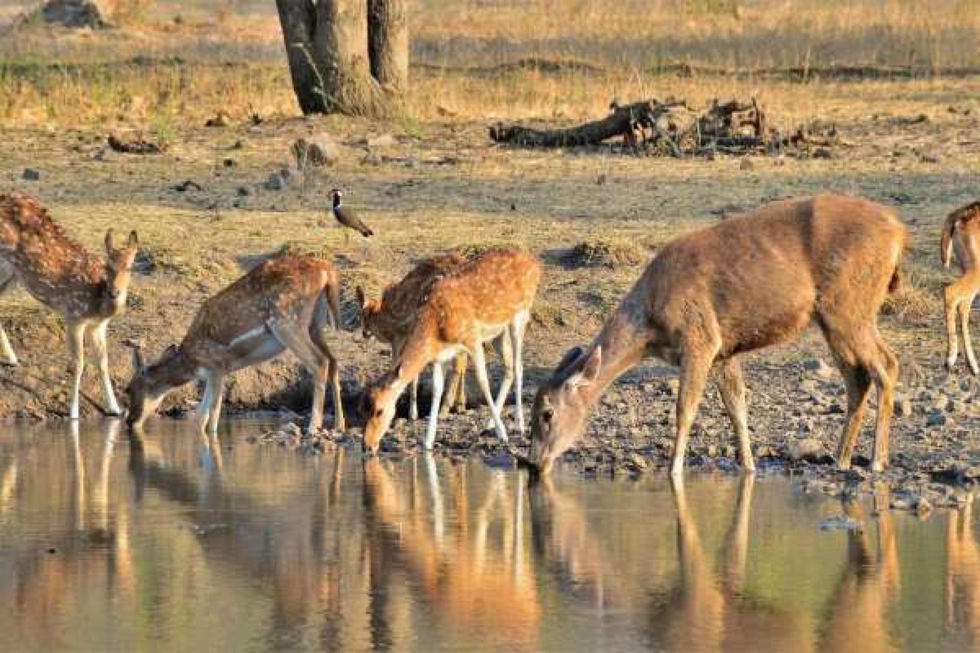 3 Days Ranthambore Tour from Delhi